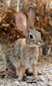 Preview wallpaper rabbit, hare, ears, fluffy, animal