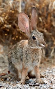 Preview wallpaper rabbit, hare, ears, fluffy, animal