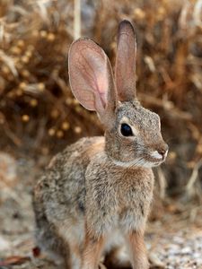 Preview wallpaper rabbit, hare, ears, fluffy, animal