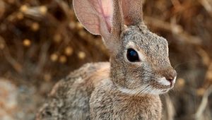 Preview wallpaper rabbit, hare, ears, fluffy, animal