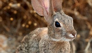 Preview wallpaper rabbit, hare, ears, fluffy, animal