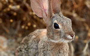 Preview wallpaper rabbit, hare, ears, fluffy, animal
