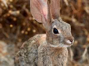 Preview wallpaper rabbit, hare, ears, fluffy, animal