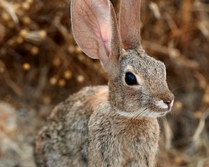 Preview wallpaper rabbit, hare, ears, fluffy, animal