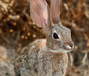 Preview wallpaper rabbit, hare, ears, fluffy, animal