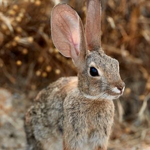 Preview wallpaper rabbit, hare, ears, fluffy, animal