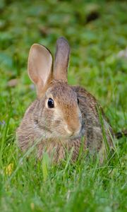 Preview wallpaper rabbit, hare, fluffy, glance, animal