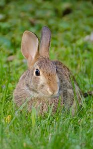 Preview wallpaper rabbit, hare, fluffy, glance, animal