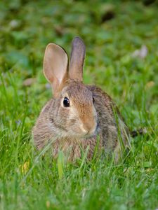 Preview wallpaper rabbit, hare, fluffy, glance, animal