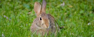 Preview wallpaper rabbit, hare, fluffy, glance, animal