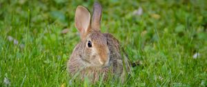 Preview wallpaper rabbit, hare, fluffy, glance, animal