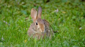 Preview wallpaper rabbit, hare, fluffy, glance, animal