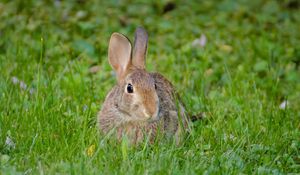 Preview wallpaper rabbit, hare, fluffy, glance, animal