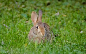 Preview wallpaper rabbit, hare, fluffy, glance, animal