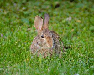 Preview wallpaper rabbit, hare, fluffy, glance, animal