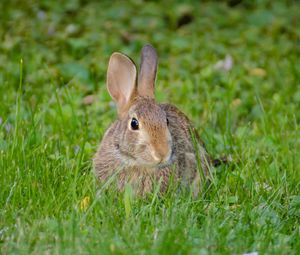 Preview wallpaper rabbit, hare, fluffy, glance, animal