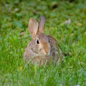 Preview wallpaper rabbit, hare, fluffy, glance, animal