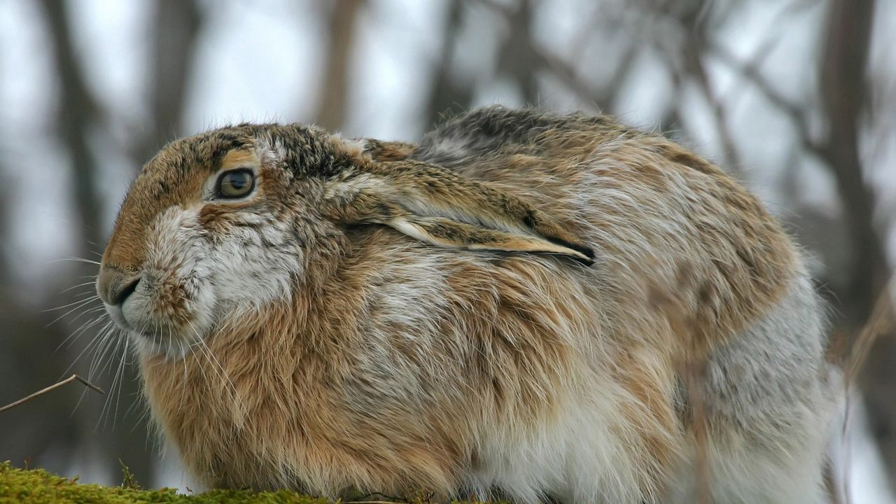 Wallpaper rabbit, hare, fluffy, ears