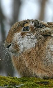 Preview wallpaper rabbit, hare, fluffy, ears