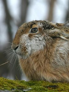 Preview wallpaper rabbit, hare, fluffy, ears