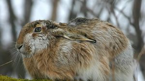 Preview wallpaper rabbit, hare, fluffy, ears