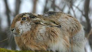 Preview wallpaper rabbit, hare, fluffy, ears