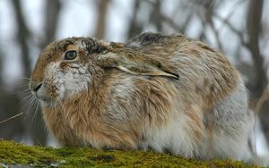 Preview wallpaper rabbit, hare, fluffy, ears