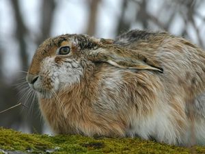 Preview wallpaper rabbit, hare, fluffy, ears