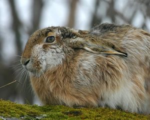Preview wallpaper rabbit, hare, fluffy, ears
