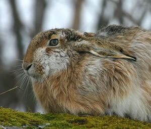 Preview wallpaper rabbit, hare, fluffy, ears