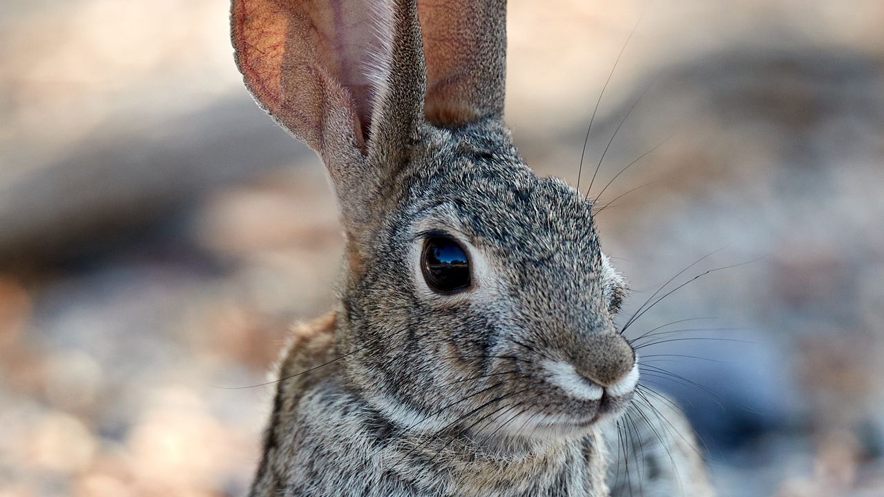 Wallpaper rabbit, hare, glance, ears, animal