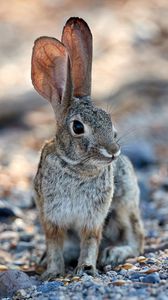 Preview wallpaper rabbit, hare, glance, ears, animal