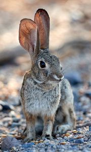 Preview wallpaper rabbit, hare, glance, ears, animal