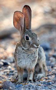 Preview wallpaper rabbit, hare, glance, ears, animal