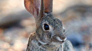 Preview wallpaper rabbit, hare, glance, ears, animal