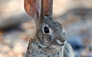 Preview wallpaper rabbit, hare, glance, ears, animal