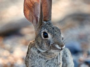 Preview wallpaper rabbit, hare, glance, ears, animal