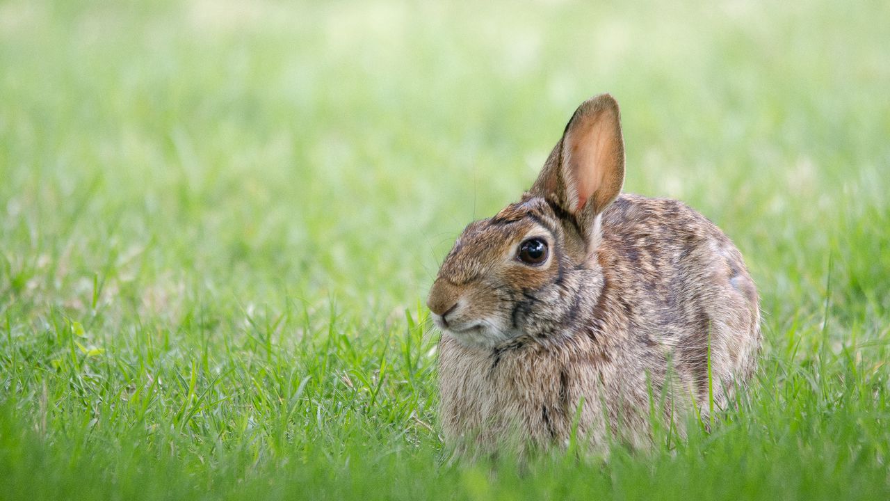 Wallpaper rabbit, hare, grass, hiding