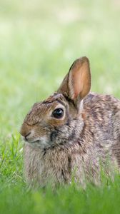 Preview wallpaper rabbit, hare, grass, hiding