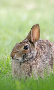 Preview wallpaper rabbit, hare, grass, hiding