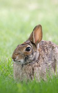 Preview wallpaper rabbit, hare, grass, hiding