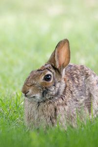 Preview wallpaper rabbit, hare, grass, hiding