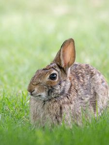 Preview wallpaper rabbit, hare, grass, hiding