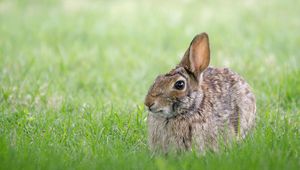 Preview wallpaper rabbit, hare, grass, hiding