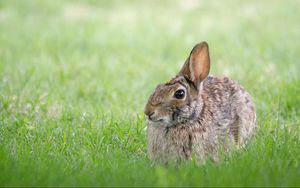 Preview wallpaper rabbit, hare, grass, hiding