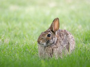 Preview wallpaper rabbit, hare, grass, hiding