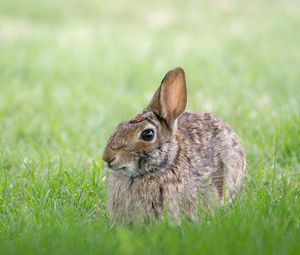 Preview wallpaper rabbit, hare, grass, hiding