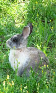 Preview wallpaper rabbit, hare, grass, sit