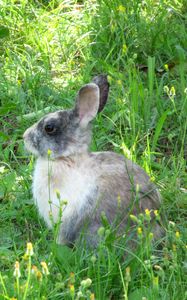 Preview wallpaper rabbit, hare, grass, sit