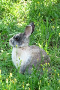 Preview wallpaper rabbit, hare, grass, sit